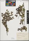 Foto von Salix myrsinifolia Salisb.